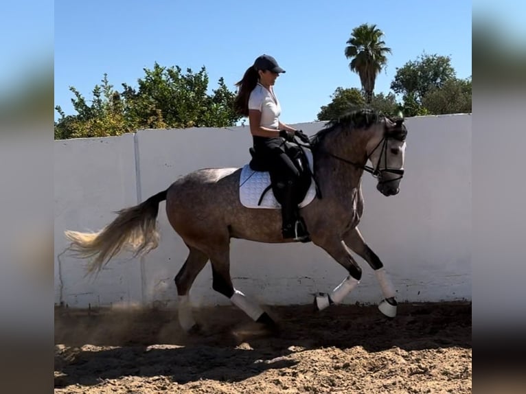 PRE Mix Gelding 4 years 15,3 hh Gray-Dapple in Martfeld