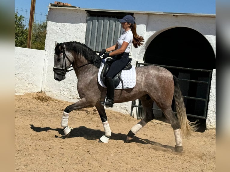 PRE Mix Gelding 4 years 15,3 hh Gray-Dapple in Martfeld