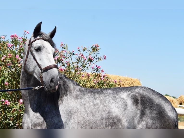 PRE Gelding 4 years 15,3 hh Gray in Provinz Granada