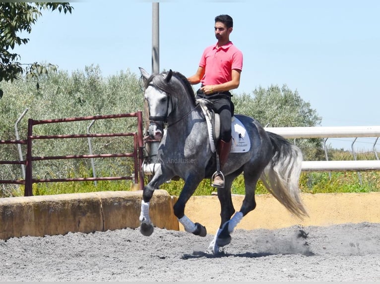 PRE Gelding 4 years 15,3 hh Gray in Provinz Granada