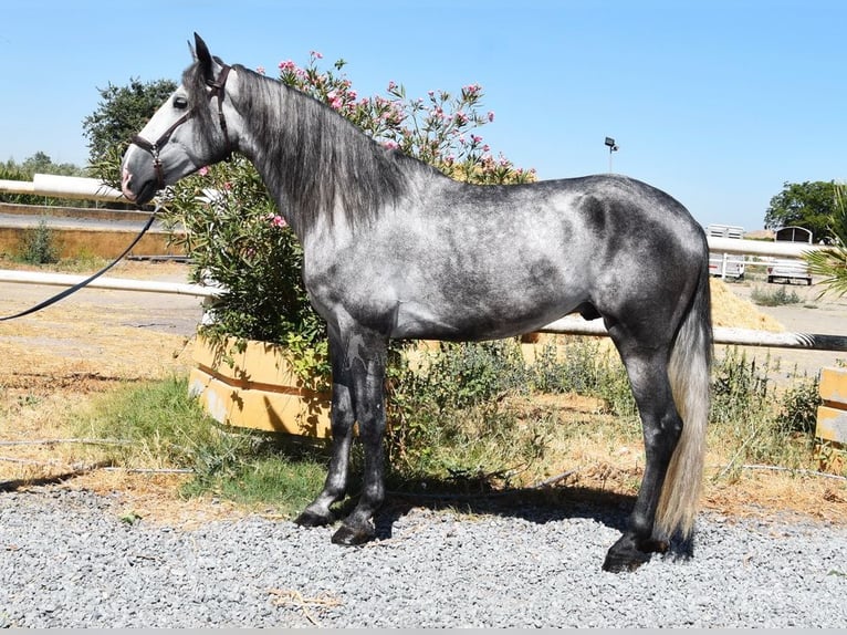 PRE Gelding 4 years 15,3 hh Gray in Provinz Granada