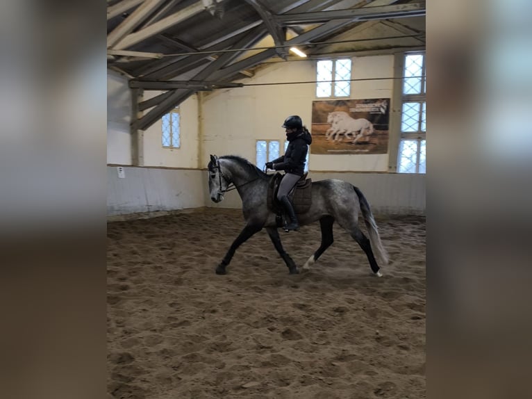 PRE Mix Gelding 4 years 15,3 hh Gray in Traventhal