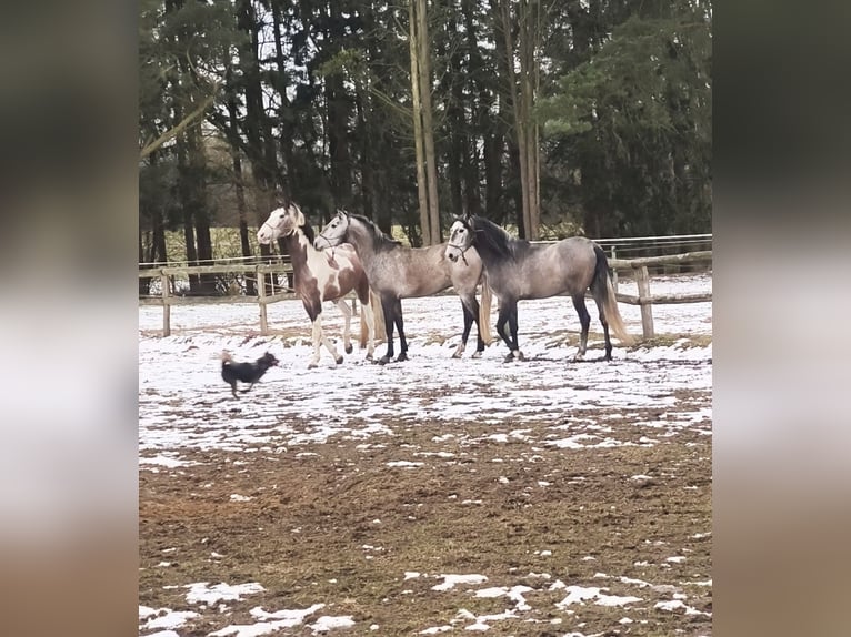 PRE Mix Gelding 4 years 15,3 hh Gray in Traventhal