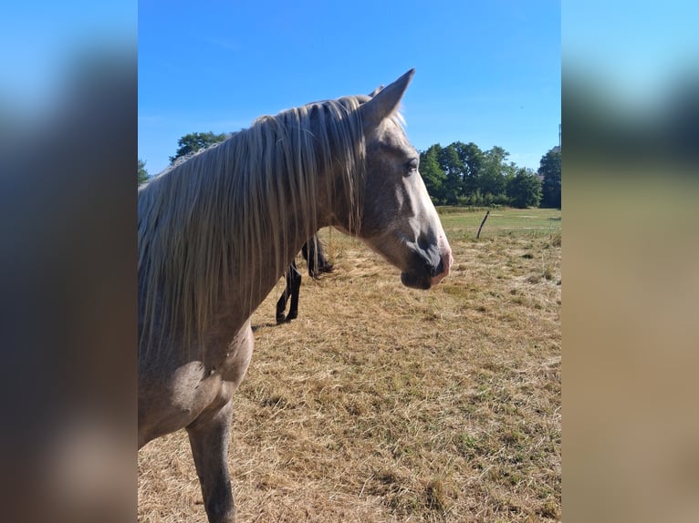 PRE Mix Gelding 4 years 15.3 hh Grey-Blue-Tan in Montreux-Jeune
