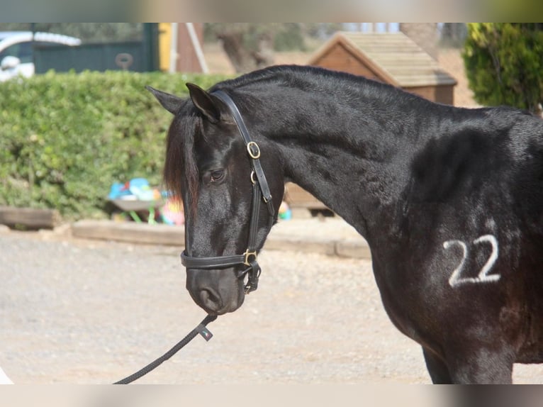 PRE Mix Gelding 4 years 15 hh Black in Hamburg