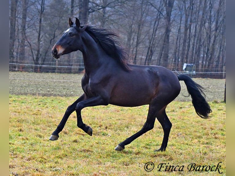 PRE Gelding 4 years 15 hh Black in Wiebelsheim