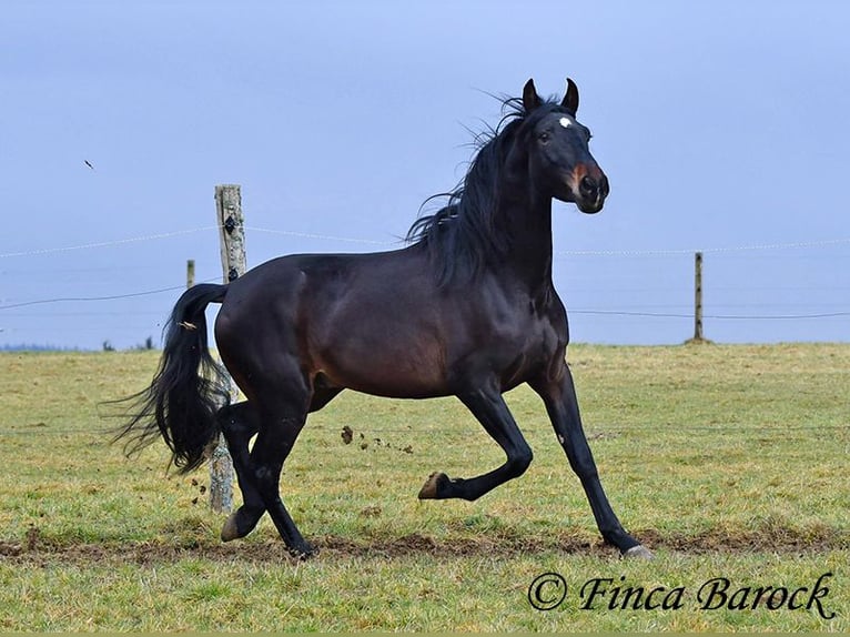 PRE Gelding 4 years 15 hh Black in Wiebelsheim