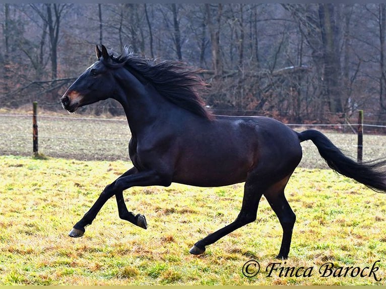 PRE Gelding 4 years 15 hh Black in Wiebelsheim