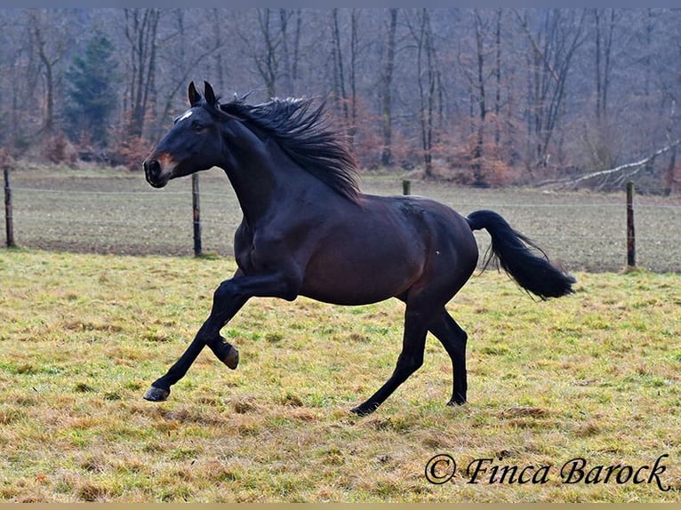 PRE Gelding 4 years 15 hh Black in Wiebelsheim