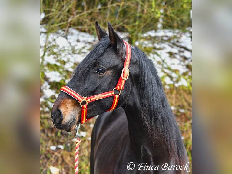 PRE Gelding 4 years 15 hh Black in Wiebelsheim