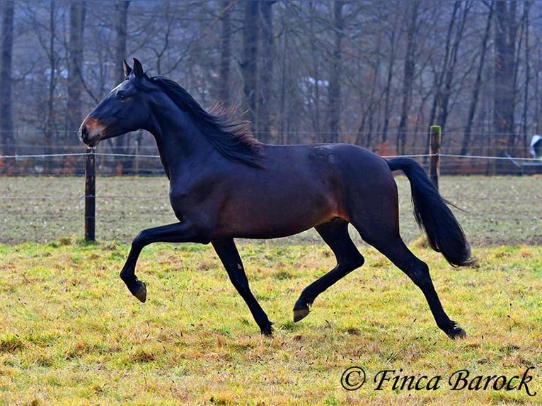 PRE Gelding 4 years 15 hh Black in Wiebelsheim