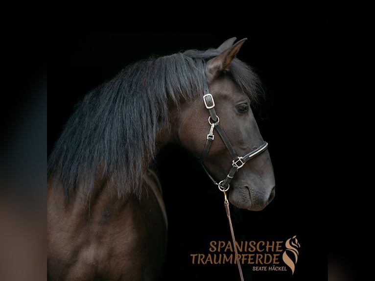 PRE Gelding 4 years 15 hh Black in Traventhal