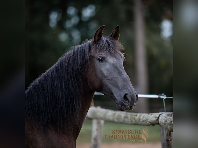 PRE Gelding 4 years 15 hh Black in Traventhal