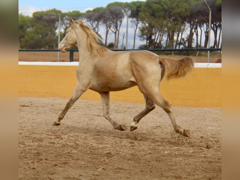 PRE Mix Gelding 4 years 15 hh Cremello in Hamburg