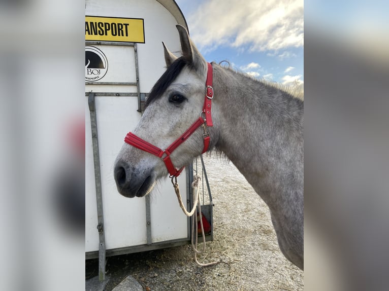 PRE Mix Gelding 4 years 15 hh Gray-Dark-Tan in Bredared