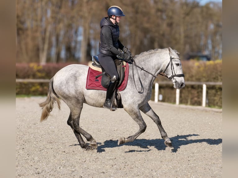 PRE Mix Gelding 4 years 15 hh Grey in Neustadt (Wied)