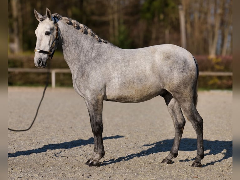 PRE Mix Gelding 4 years 15 hh Grey in Neustadt (Wied)