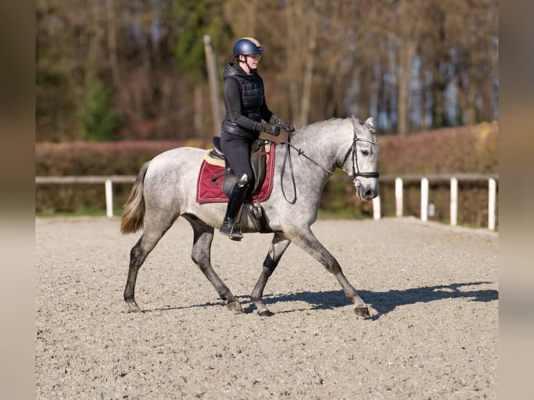 PRE Mix Gelding 4 years 15 hh Grey in Neustadt (Wied)