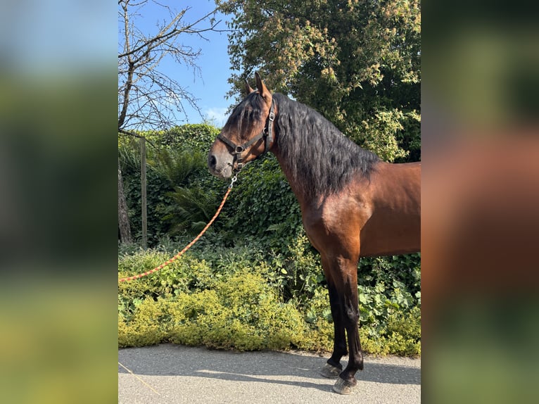 PRE Gelding 4 years 15,1 hh Brown in Affoltern am Albis