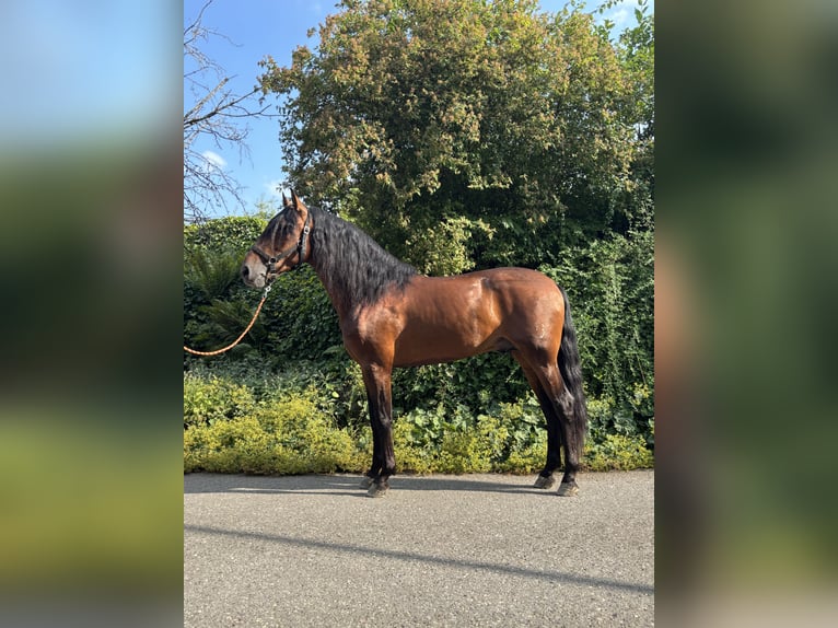 PRE Gelding 4 years 15,1 hh Brown in Affoltern am Albis