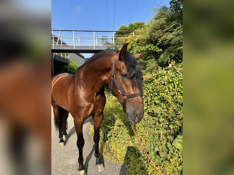PRE Gelding 4 years 15,1 hh Brown in Affoltern am Albis