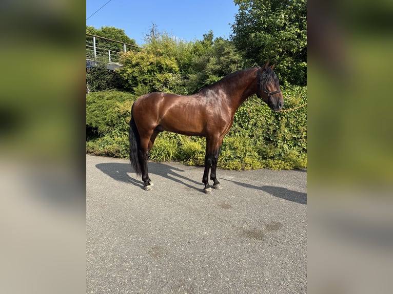 PRE Gelding 4 years 15,1 hh Brown in Affoltern am Albis