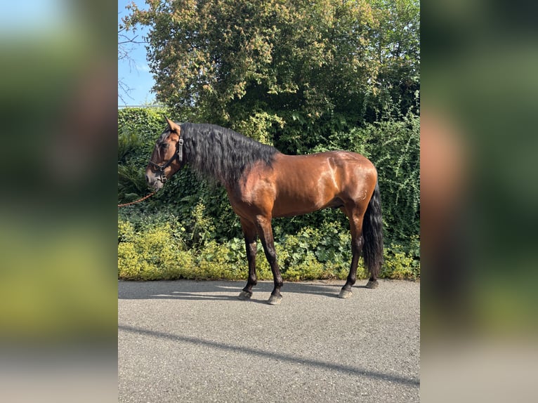 PRE Gelding 4 years 15,1 hh Brown in Affoltern am Albis