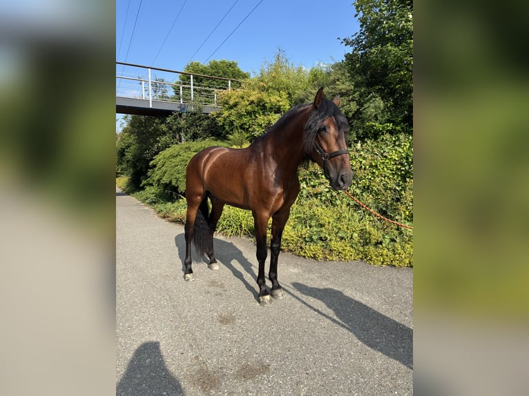 PRE Gelding 4 years 15,1 hh Brown in Affoltern am Albis