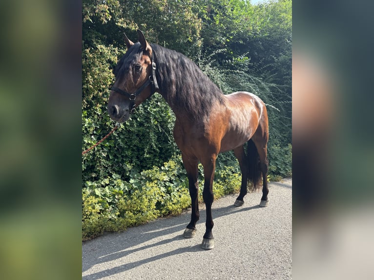 PRE Gelding 4 years 15,1 hh Brown in Affoltern am Albis