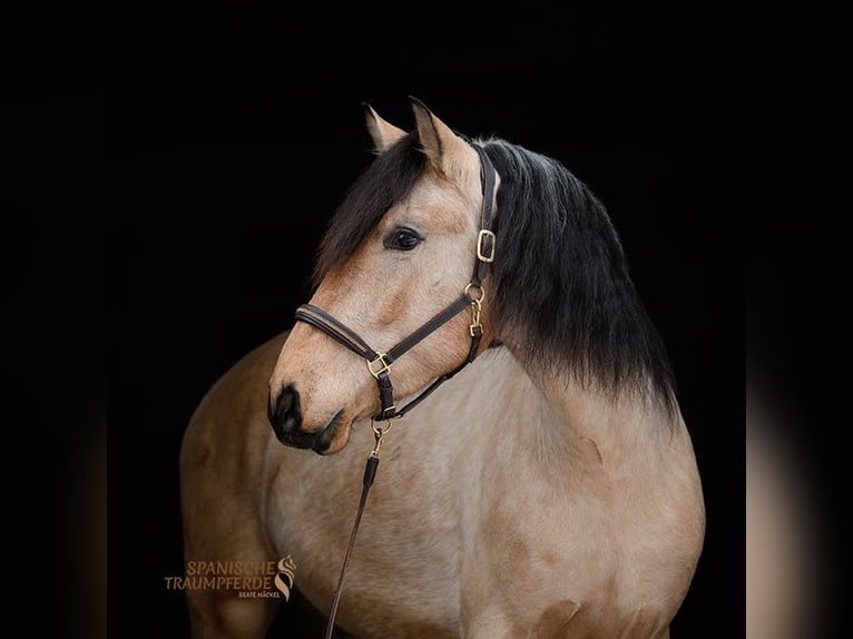 PRE Mix Gelding 4 years 15,1 hh Dun in Traventhal