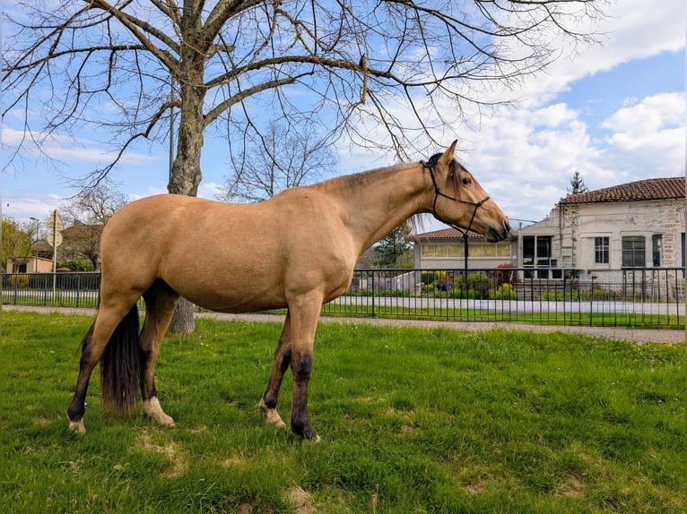 PRE Mix Gelding 4 years 15,1 hh Dun in Caumont