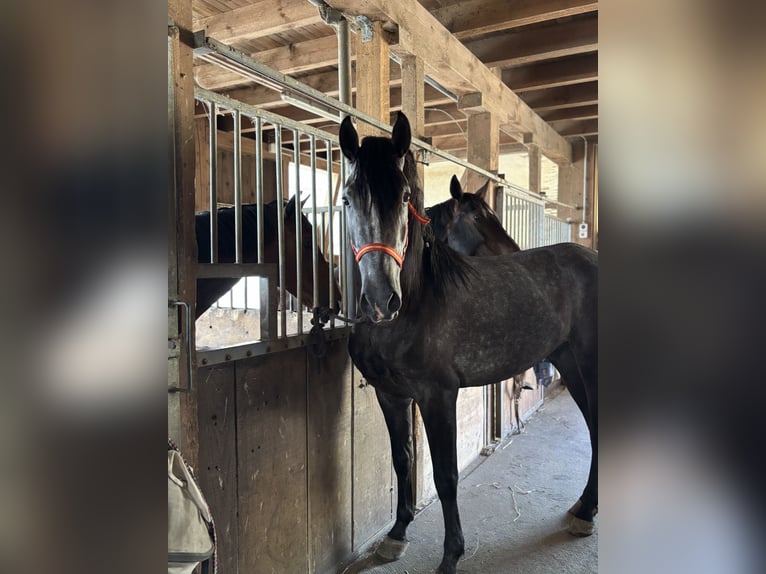 PRE Mix Gelding 4 years 15,1 hh Gray-Dark-Tan in Aeugst am Albis