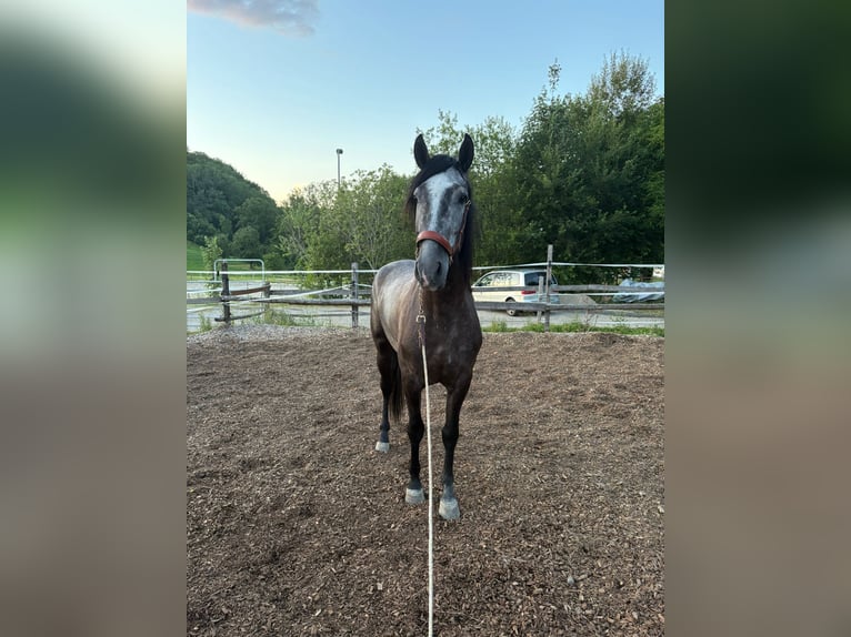PRE Mix Gelding 4 years 15,1 hh Gray-Dark-Tan in Aeugst am Albis