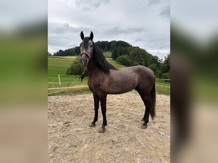 PRE Mix Gelding 4 years 15,1 hh Gray-Dark-Tan in Aeugst am Albis