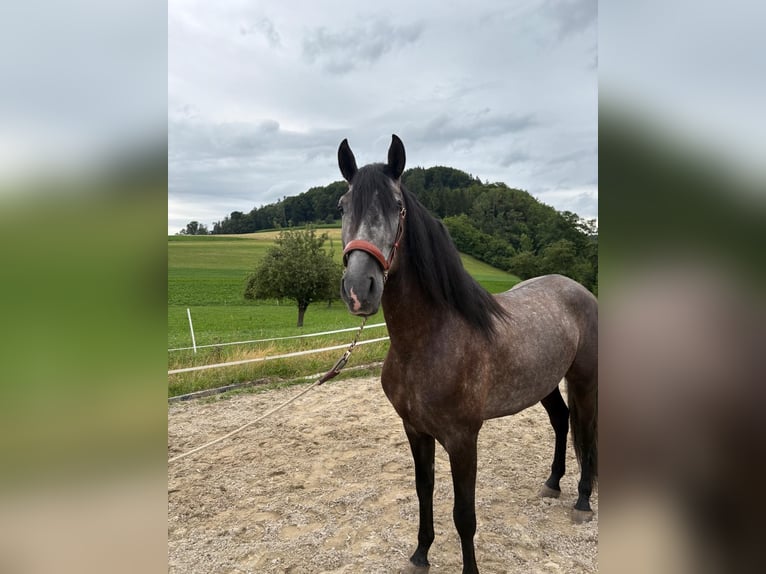 PRE Mix Gelding 4 years 15,1 hh Gray-Dark-Tan in Aeugst am Albis