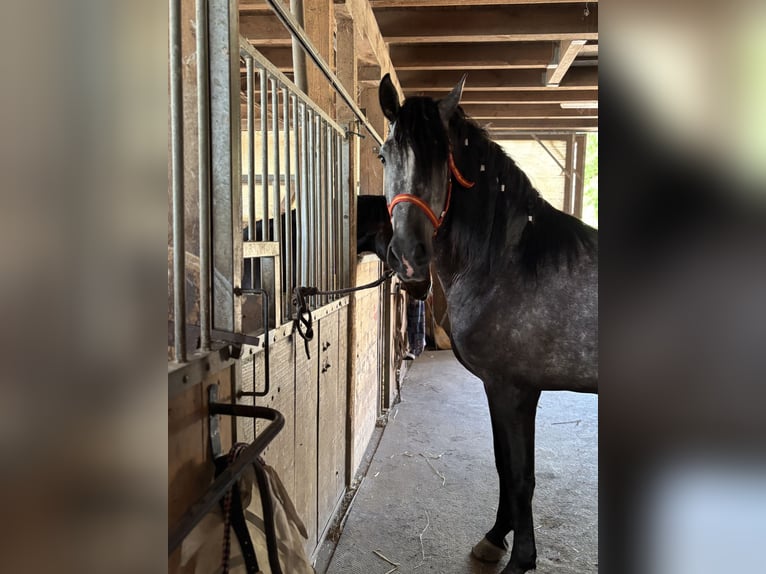 PRE Mix Gelding 4 years 15,1 hh Gray-Dark-Tan in Aeugst am Albis