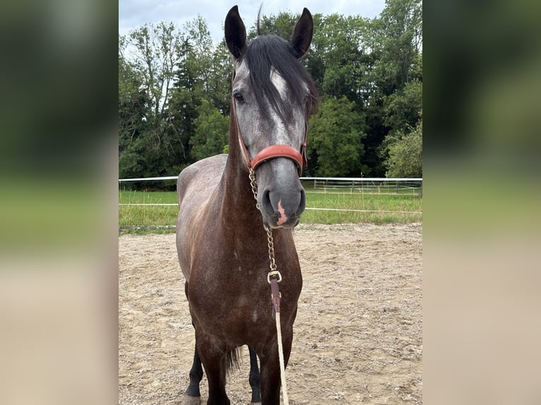 PRE Mix Gelding 4 years 15,1 hh Gray-Dark-Tan in Aeugst am Albis