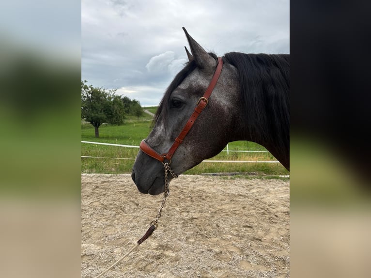 PRE Mix Gelding 4 years 15,1 hh Gray-Dark-Tan in Aeugst am Albis
