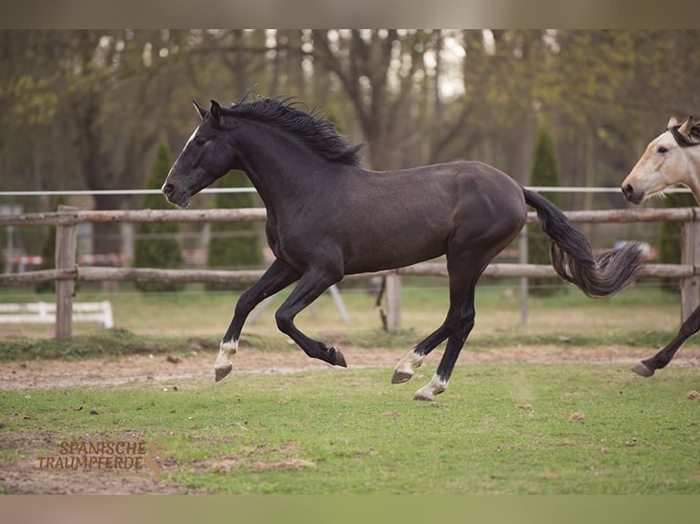 PRE Gelding 4 years 15,1 hh Gray-Dark-Tan in Traventhal