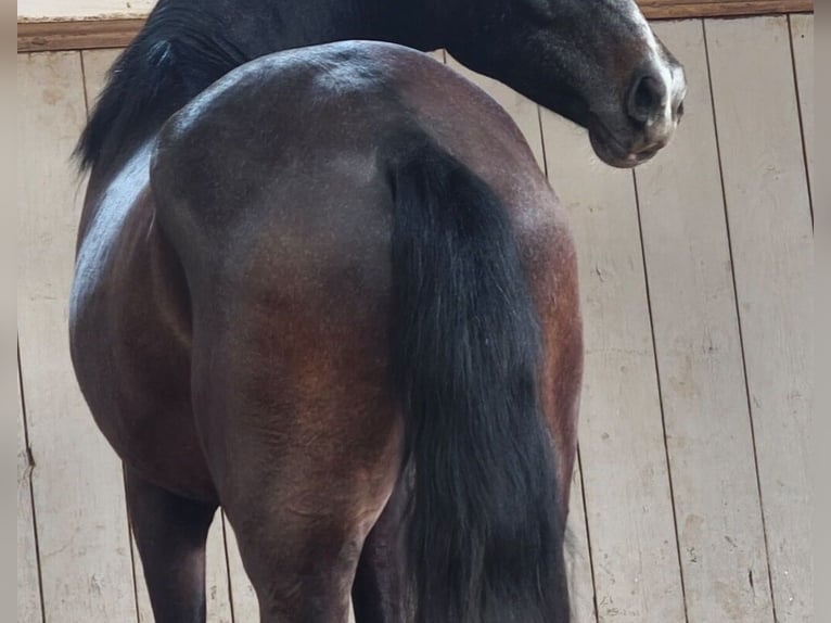 PRE Gelding 4 years 15,1 hh Gray-Dark-Tan in Traventhal