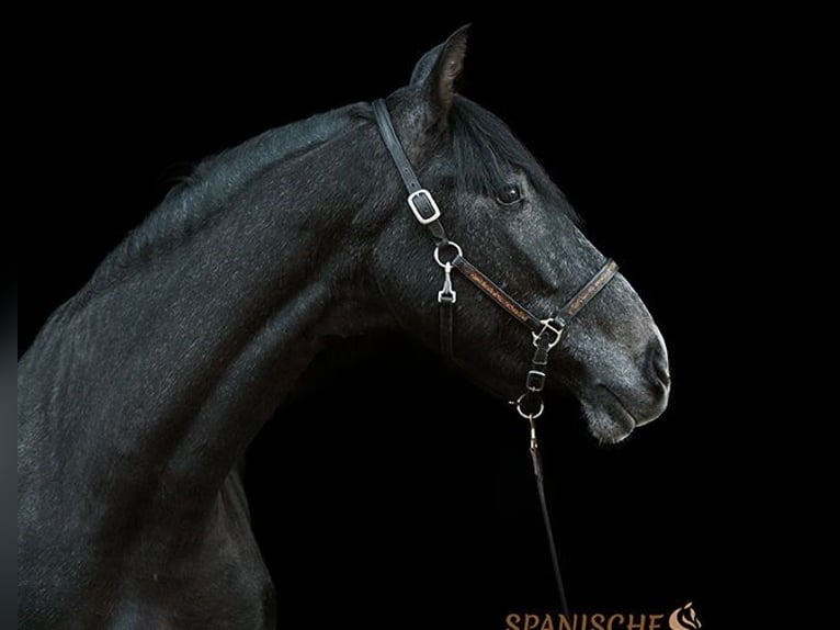 PRE Gelding 4 years 15,1 hh Gray-Dark-Tan in Traventhal