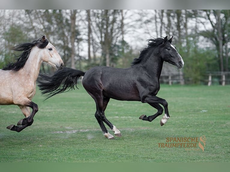 PRE Gelding 4 years 15,1 hh Gray-Dark-Tan in Traventhal