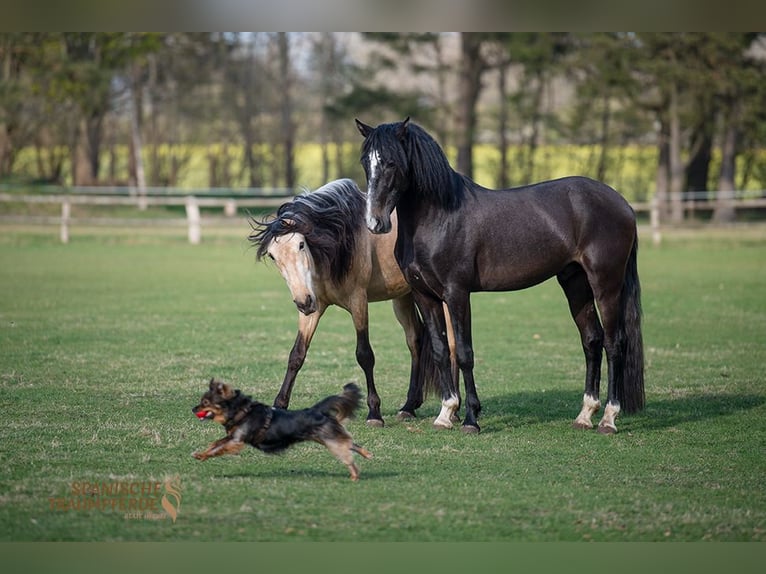 PRE Gelding 4 years 15,1 hh Gray-Dark-Tan in Traventhal