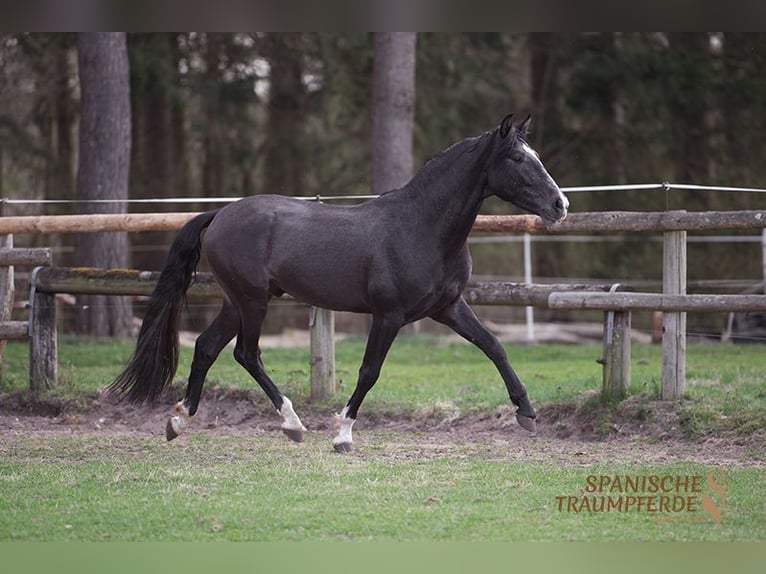 PRE Gelding 4 years 15,1 hh Gray-Dark-Tan in Traventhal