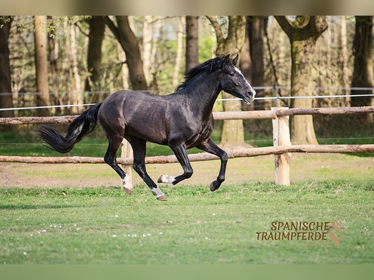 PRE Gelding 4 years 15,1 hh Gray-Dark-Tan in Traventhal