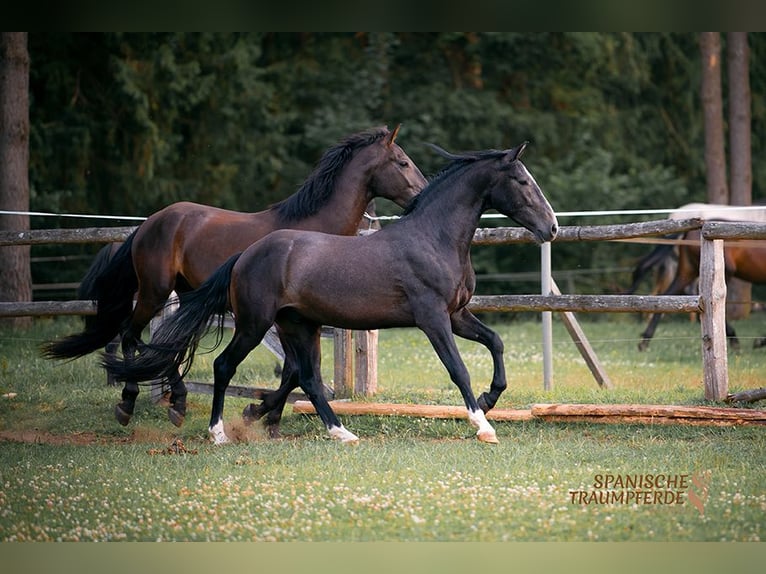 PRE Gelding 4 years 15,1 hh Gray-Dark-Tan in Traventhal