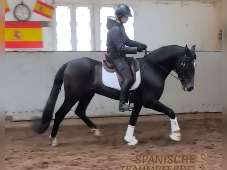 PRE Gelding 4 years 15,1 hh Gray-Dark-Tan in Traventhal