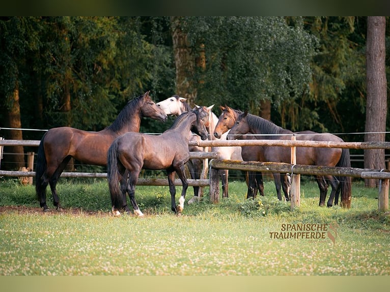 PRE Gelding 4 years 15,1 hh Gray-Dark-Tan in Traventhal