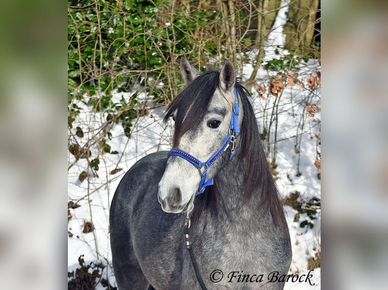 PRE Mix Gelding 4 years 15,1 hh Grey in Wiebelsheim
