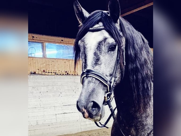 PRE Mix Gelding 4 years 15,1 hh Grey-Blue-Tan in Affoltern am Albis